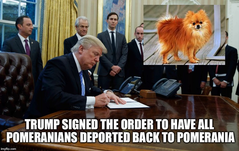 Trump deports pomeranians | TRUMP SIGNED THE ORDER TO HAVE ALL POMERANIANS DEPORTED BACK TO POMERANIA | image tagged in pomeranian,donald trump | made w/ Imgflip meme maker
