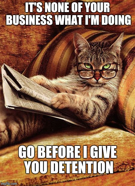 cat reading | IT'S NONE OF YOUR BUSINESS WHAT I'M DOING; GO BEFORE I GIVE YOU DETENTION | image tagged in cat reading | made w/ Imgflip meme maker