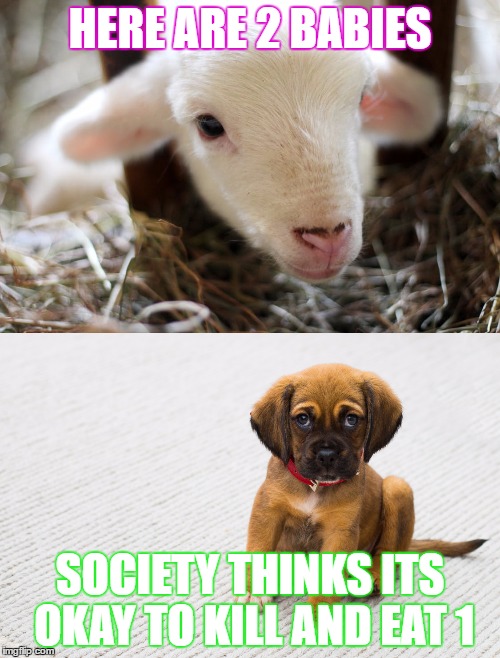 HERE ARE 2 BABIES; SOCIETY THINKS ITS OKAY TO KILL AND EAT 1 | image tagged in vegan,veganism,cruelty free,animals | made w/ Imgflip meme maker