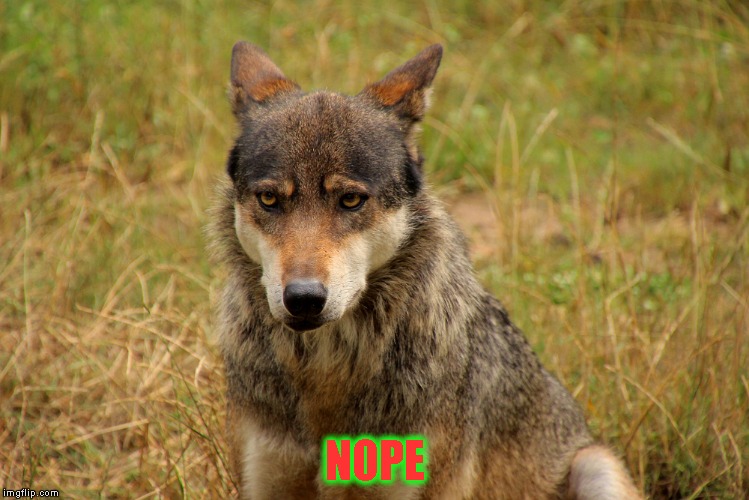 nope pup
 | NOPE | image tagged in nope | made w/ Imgflip meme maker