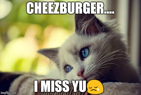    when i haz no ceezburger | CHEEZBURGER.... I MISS YU😢 | image tagged in memes,first world problems cat | made w/ Imgflip meme maker