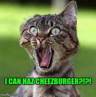 FINALLY!!!!! | I CAN HAZ CHEEZBURGER?!?! | image tagged in shocked cat | made w/ Imgflip meme maker