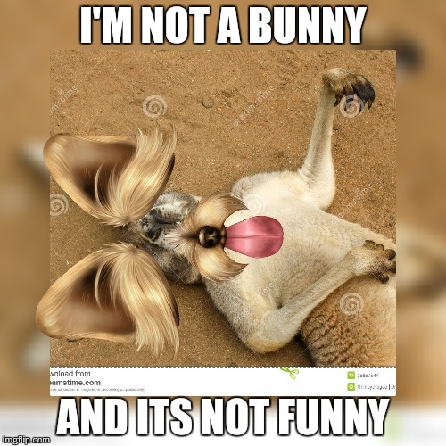 I'M NOT A BUNNY; AND ITS NOT FUNNY | image tagged in dogs | made w/ Imgflip meme maker