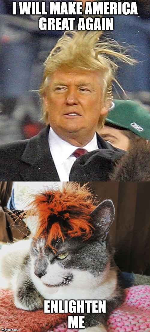 Toupee Cat Says | I WILL MAKE AMERICA GREAT AGAIN; ENLIGHTEN ME | image tagged in donald trump,nevertrump,donald trumph hair,trump meme,funny cat memes,cat meme | made w/ Imgflip meme maker