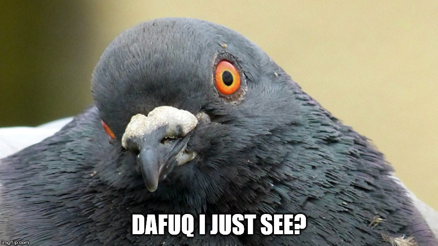 dafuq i just see | DAFUQ I JUST SEE? | image tagged in dafuq,bird | made w/ Imgflip meme maker