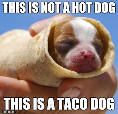 Live food | THIS IS NOT A HOT DOG; THIS IS A TACO DOG | image tagged in memes,funny,funny meme,puppy | made w/ Imgflip meme maker