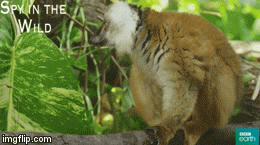 Big tail | image tagged in gifs,big tail,bbc earth | made w/ Imgflip video-to-gif maker