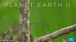 Paradise bird  | image tagged in gifs,paradise bird,planet earth ii,bbc earth | made w/ Imgflip video-to-gif maker
