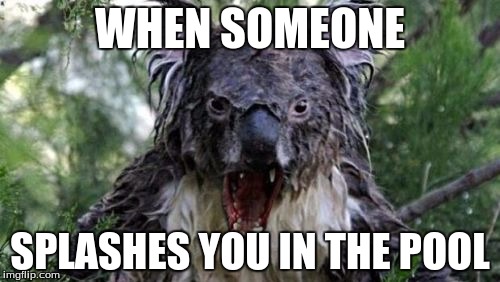 Angry Koala Meme | WHEN SOMEONE; SPLASHES YOU IN THE POOL | image tagged in memes,angry koala | made w/ Imgflip meme maker