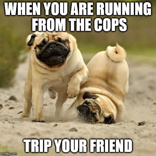 RUN! pugs | WHEN YOU ARE RUNNING FROM THE COPS; TRIP YOUR FRIEND | image tagged in run pugs | made w/ Imgflip meme maker