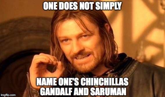 One Does Not Simply | ONE DOES NOT SIMPLY; NAME ONE'S CHINCHILLAS GANDALF AND SARUMAN | image tagged in memes,one does not simply | made w/ Imgflip meme maker