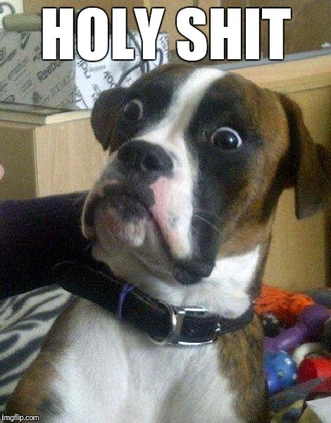 Surprised Dog | HOLY SHIT | image tagged in surprised dog | made w/ Imgflip meme maker