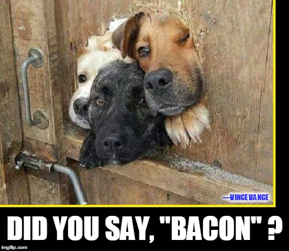 Did You Forget to Unlock the Gate? | DID YOU SAY, "BACON" ? ―VINCE VANCE | image tagged in bacon,dogs love bacon,vince vance,3 dogs want bacon,dogs trying to get through a tiny hole | made w/ Imgflip meme maker