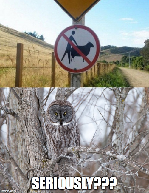 really dumb road sign | SERIOUSLY??? | image tagged in owl commentary | made w/ Imgflip meme maker