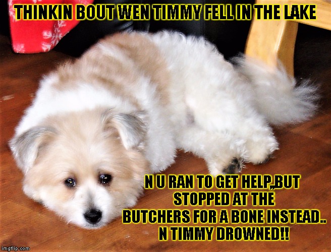 poor timmy | THINKIN BOUT WEN TIMMY FELL IN THE LAKE; N U RAN TO GET HELP,,BUT STOPPED AT THE BUTCHERS FOR A BONE INSTEAD.. N TIMMY DROWNED!! | image tagged in funny dogs | made w/ Imgflip meme maker