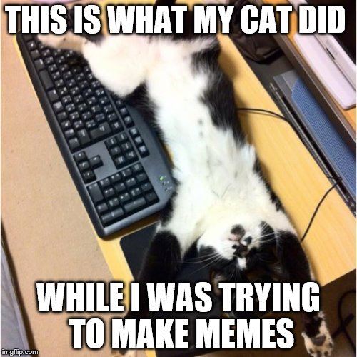 Cats be like | THIS IS WHAT MY CAT DID; WHILE I WAS TRYING TO MAKE MEMES | image tagged in cats be like | made w/ Imgflip meme maker