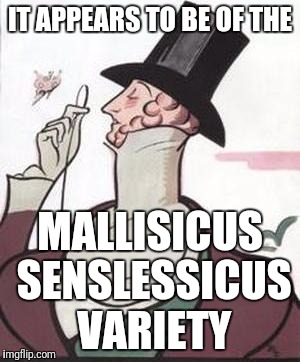 IT APPEARS TO BE OF THE MALLISICUS SENSLESSICUS VARIETY | made w/ Imgflip meme maker