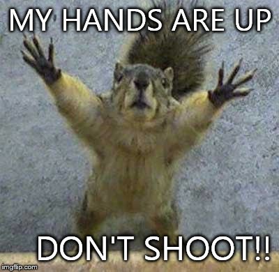 Terrified Squirrel | MY HANDS ARE UP; DON'T SHOOT!! | image tagged in terrified squirrel | made w/ Imgflip meme maker