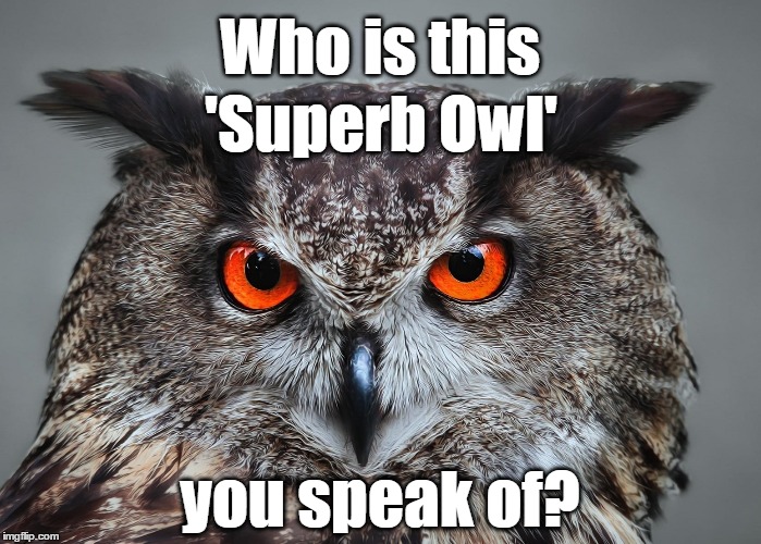 SUPERB OWL LI - Imgflip