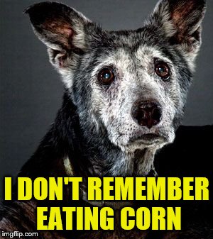 I DON'T REMEMBER EATING CORN | made w/ Imgflip meme maker