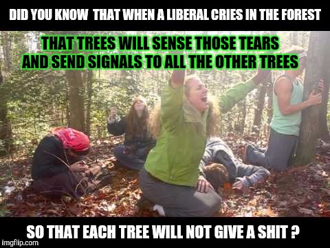 If a Liberal cries in a forest....will anyone care? | DID YOU KNOW  THAT WHEN A LIBERAL CRIES IN THE FOREST; THAT TREES WILL SENSE THOSE TEARS AND SEND SIGNALS TO ALL THE OTHER TREES; SO THAT EACH TREE WILL NOT GIVE A SHIT ? | image tagged in liberal tears,liberal,forest,trees,see nobody cares | made w/ Imgflip meme maker