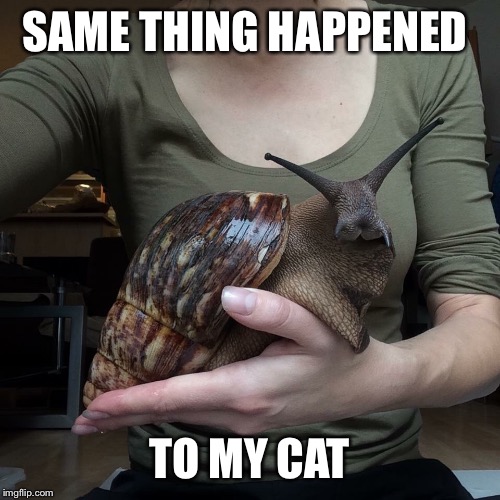 Same thing happened to my cat | SAME THING HAPPENED; TO MY CAT | image tagged in vaccination,vaccine | made w/ Imgflip meme maker