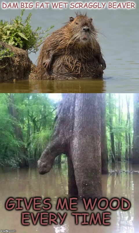 did somebody say um wood  | DAM BIG FAT WET SCRAGGLY BEAVER; GIVES ME WOOD EVERY TIME | image tagged in beaver,wet,fat,wood | made w/ Imgflip meme maker
