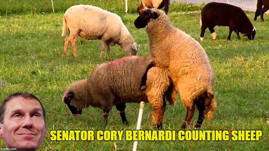 SENATOR CORY BERNARDI COUNTING SHEEP | image tagged in cory baa baa bernardi | made w/ Imgflip meme maker
