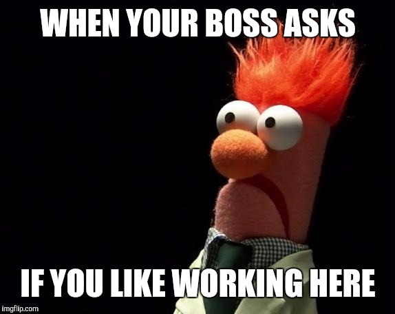 I love it here | WHEN YOUR BOSS ASKS; IF YOU LIKE WORKING HERE | image tagged in muppets | made w/ Imgflip meme maker