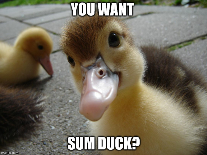 sum duck? | YOU WANT; SUM DUCK? | image tagged in duck,lemme smash,want sum duck,bird | made w/ Imgflip meme maker
