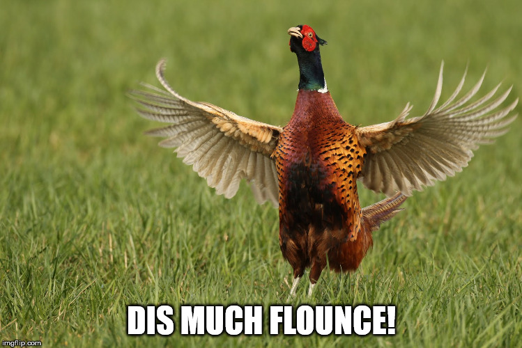 FLOUNCEPHEASANT! | DIS MUCH FLOUNCE! | image tagged in flounce,pheasant | made w/ Imgflip meme maker