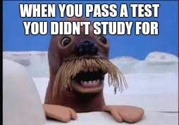 WHEN YOU PASS A TEST YOU DIDN'T STUDY FOR | image tagged in walrus | made w/ Imgflip meme maker