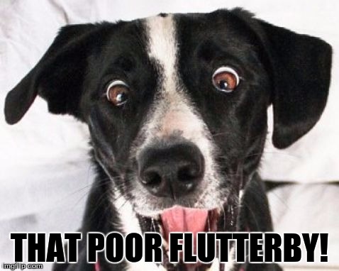 Surprised Dog | THAT POOR FLUTTERBY! | image tagged in surprised dog | made w/ Imgflip meme maker