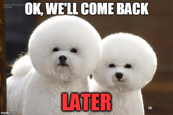 Bichon Frise | OK, WE'LL COME BACK LATER | image tagged in bichon frise | made w/ Imgflip meme maker