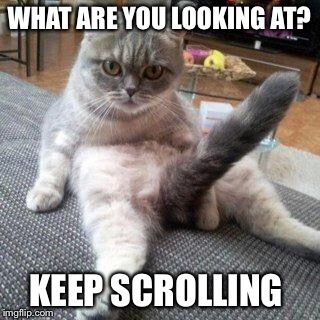 Cat boner | WHAT ARE YOU LOOKING AT? KEEP SCROLLING | image tagged in cat boner | made w/ Imgflip meme maker