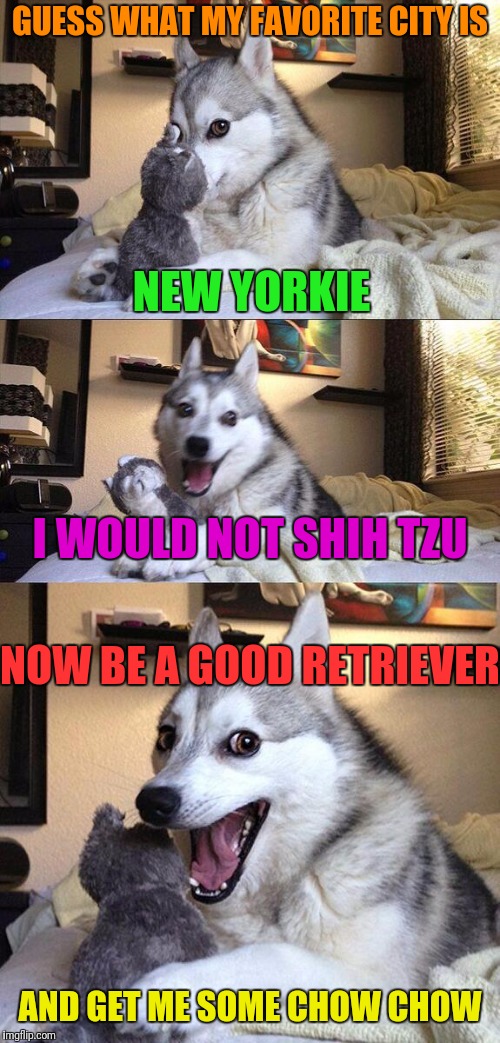 Bad Pun Dog Meme | GUESS WHAT MY FAVORITE CITY IS; NEW YORKIE; I WOULD NOT SHIH TZU; NOW BE A GOOD RETRIEVER; AND GET ME SOME CHOW CHOW | image tagged in memes,bad pun dog | made w/ Imgflip meme maker