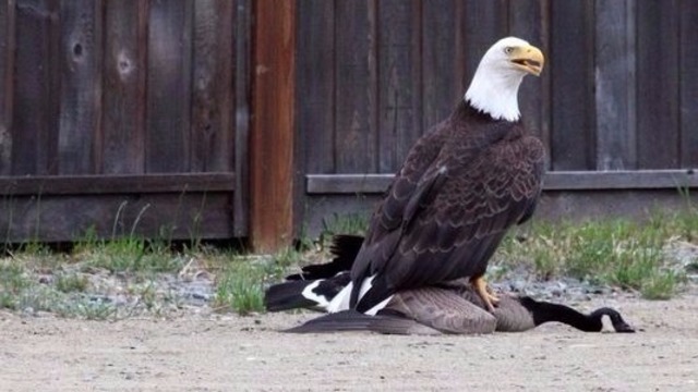 High Quality Eagle Takes Down Goose Blank Meme Template