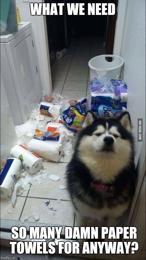 insane dog | WHAT WE NEED; SO MANY DAMN PAPER TOWELS FOR ANYWAY? | image tagged in insane dog | made w/ Imgflip meme maker