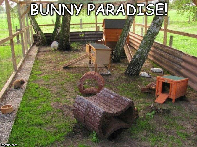 paradise | BUNNY PARADISE! | image tagged in memes | made w/ Imgflip meme maker