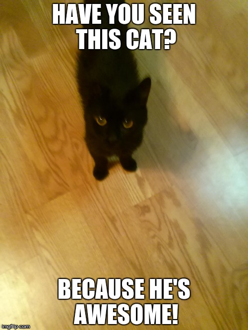 Awesome Cat | HAVE YOU SEEN THIS CAT? BECAUSE HE'S AWESOME! | image tagged in cat,awesome | made w/ Imgflip meme maker