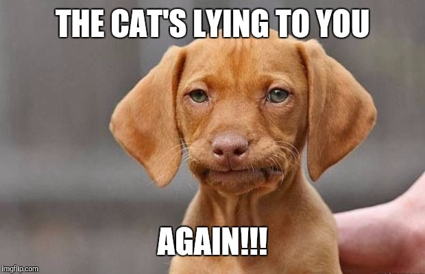 THE CAT'S LYING TO YOU AGAIN!!! | made w/ Imgflip meme maker