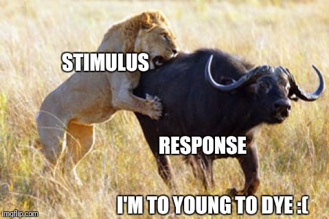 Lion hunting water buffalo | STIMULUS; RESPONSE; I'M TO YOUNG TO DYE :( | image tagged in lion hunting water buffalo | made w/ Imgflip meme maker