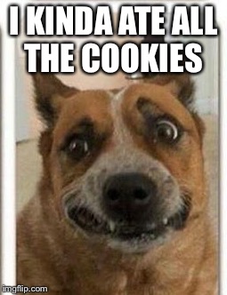 Cookie monster | I KINDA ATE ALL THE COOKIES | image tagged in funny dogs,latest stream,memes | made w/ Imgflip meme maker