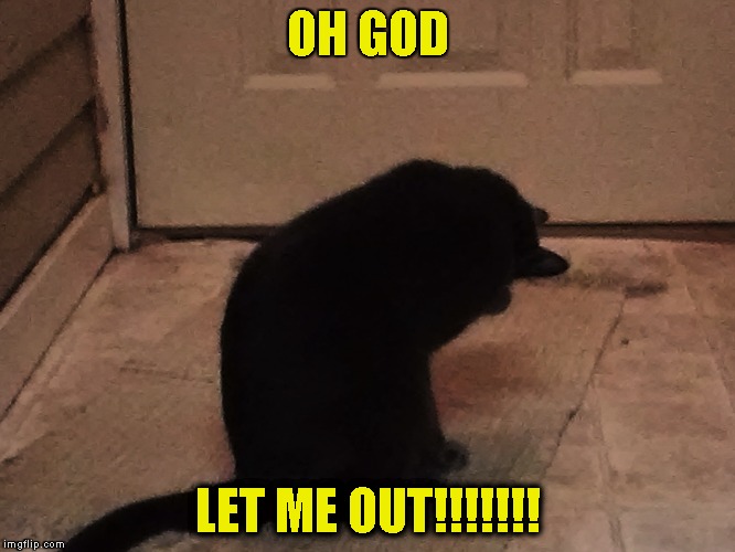 Cat turns away in horror | OH GOD; LET ME OUT!!!!!!! | image tagged in cat,hiding its eyes,let me out | made w/ Imgflip meme maker