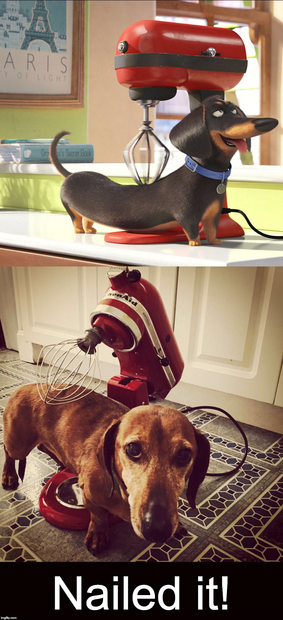 Animation Versus Reality (For Dachshund Week, Last Day Is The 9th!)  | Nailed it! | image tagged in memes,dachshund week,juicydeath1025,secret life of pets,funny,pinterest | made w/ Imgflip meme maker