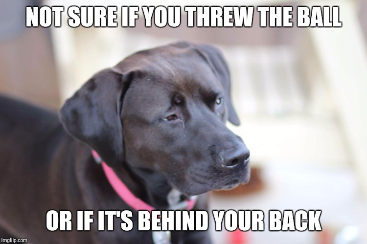 NOT SURE IF YOU THREW THE BALL; OR IF IT'S BEHIND YOUR BACK | image tagged in skeptical elsa | made w/ Imgflip meme maker