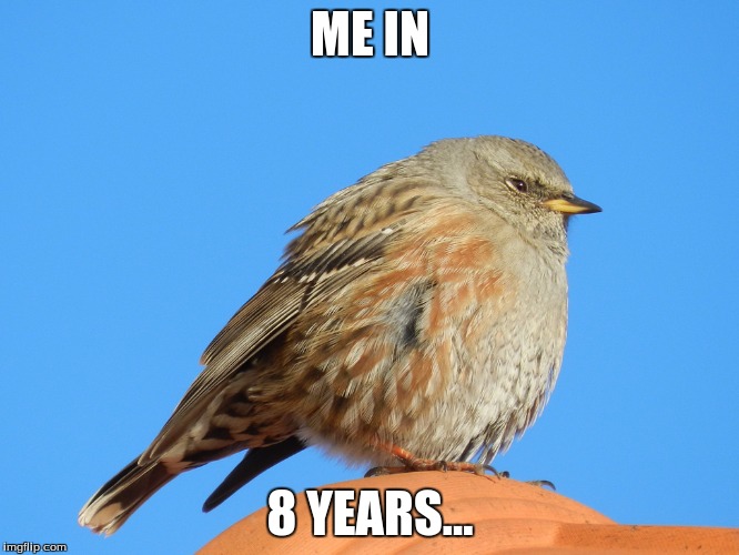 The Future | ME IN; 8 YEARS... | image tagged in birds,lazy,fat,future | made w/ Imgflip meme maker