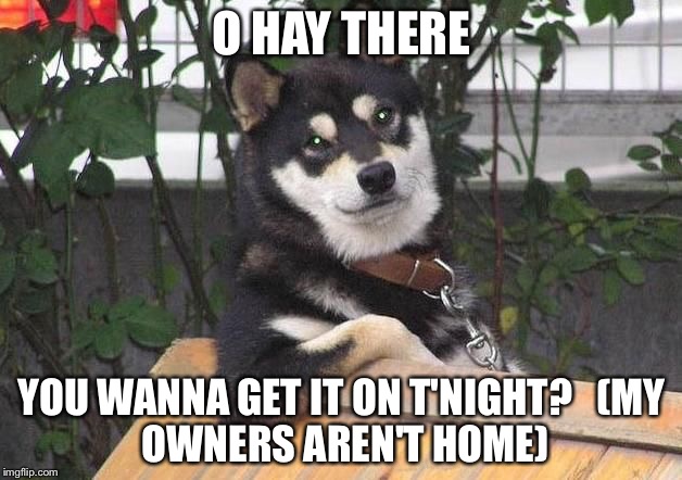 O HAY THERE; YOU WANNA GET IT ON T'NIGHT?


(MY OWNERS AREN'T HOME) | image tagged in cool dawg | made w/ Imgflip meme maker