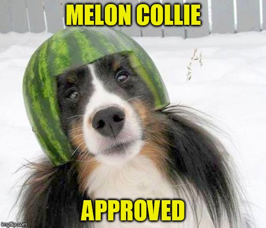 MELON COLLIE APPROVED | made w/ Imgflip meme maker