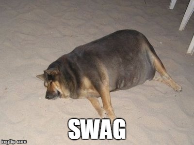 SWAG | image tagged in dog | made w/ Imgflip meme maker